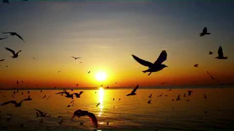 aprendendo a jogar no bicho parte 1.mp4