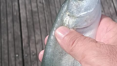 Snapper fish
