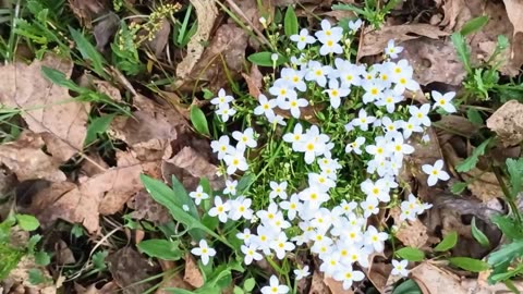 Mayflowers