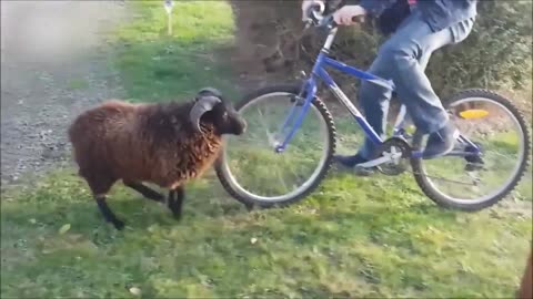Funny Animal Moments That’ll Crack You Up!