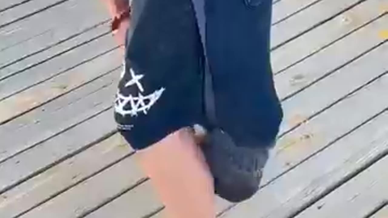 Funny pets