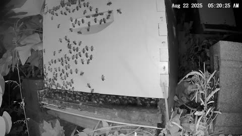 Friday Morning Peek at a Beehive