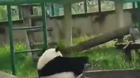 Funniest Panda Videos 🐼😂 | Cute and Funny Panda Moments You Can’t Miss!
