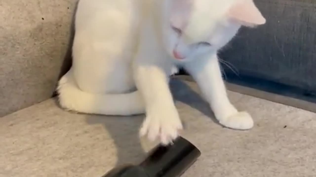 Cat vs Mirror: The Ultimate Identity CrisisZoomies at Midnight: Feline Chaos Unleashed