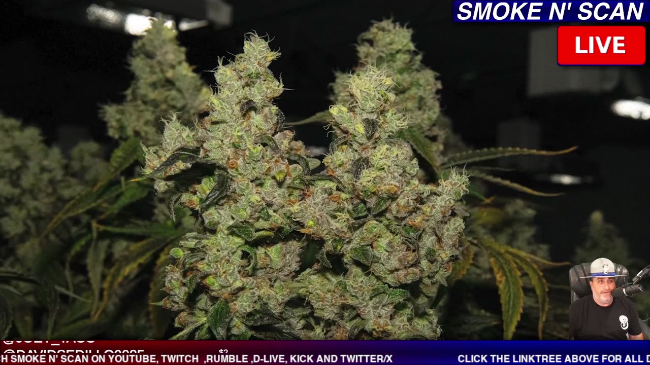 LIVE POLICE CHASE NOW OF GTA SUSPECT #CHASE #POLICECHASE