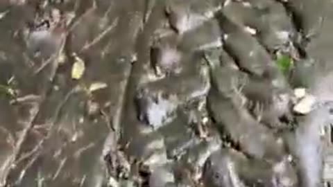 Carved floor in Indonesia.