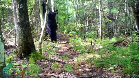 One year on a game trail in Northern Minnesota
