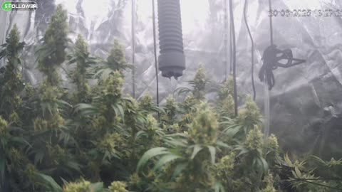 I Grew Two Strains Of Cannabis Side By Side - Which Is Better?
