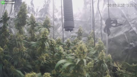 I Grew Two Strains Of Cannabis Side By Side - Which Is Better?