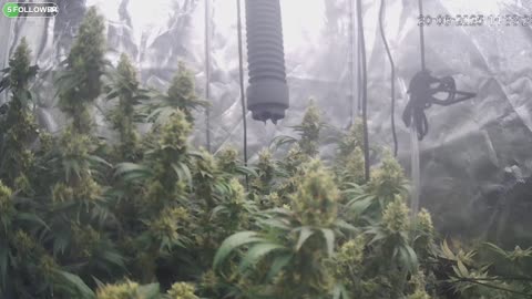 I Grew Two Strains Of Cannabis Side By Side - Which Is Better?