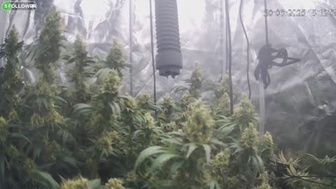 I Grew Two Strains Of Cannabis Side By Side - Which Is Better?