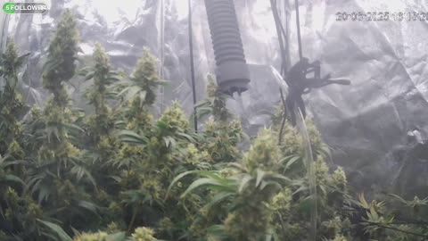 I Grew Two Strains Of Cannabis Side By Side - Which Is Better?