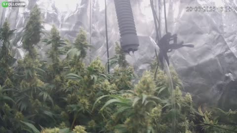 I Grew Two Strains Of Cannabis Side By Side - Which Is Better?