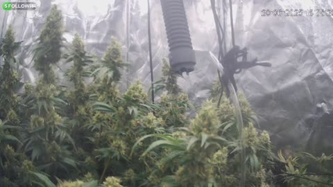 I Grew Two Strains Of Cannabis Side By Side - Which Is Better?