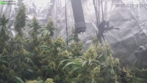 I Grew Two Strains Of Cannabis Side By Side - Which Is Better?