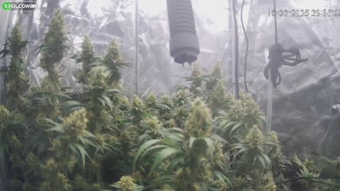 I Grew Two Strains Of Cannabis Side By Side - Which Is Better?