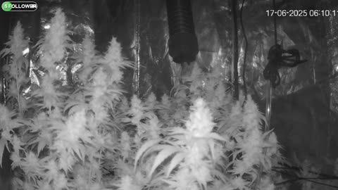 I Grew Two Strains Of Cannabis Side By Side - Which Is Better?