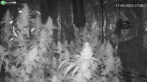 I Grew Two Strains Of Cannabis Side By Side - Which Is Better?