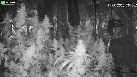I Grew Two Strains Of Cannabis Side By Side - Which Is Better?