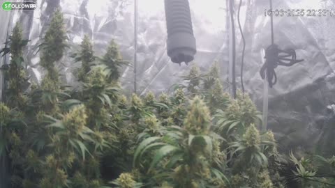 I Grew Two Strains Of Cannabis Side By Side - Which Is Better?