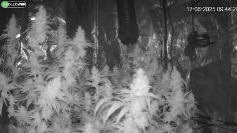 I Grew Two Strains Of Cannabis Side By Side - Which Is Better?