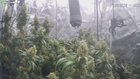 I Grew Two Strains Of Cannabis Side By Side - Which Is Better?