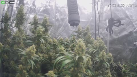I Grew Two Strains Of Cannabis Side By Side - Which Is Better?
