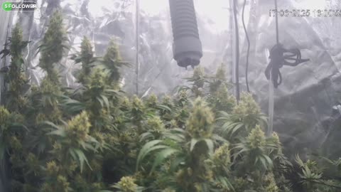 I Grew Two Strains Of Cannabis Side By Side - Which Is Better?