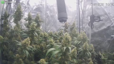 I Grew Two Strains Of Cannabis Side By Side - Which Is Better?