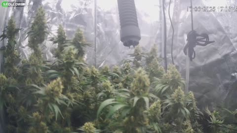 I Grew Two Strains Of Cannabis Side By Side - Which Is Better?