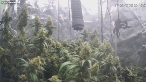 I Grew Two Strains Of Cannabis Side By Side - Which Is Better?