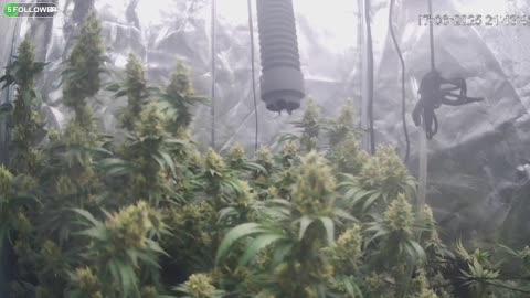 I Grew Two Strains Of Cannabis Side By Side - Which Is Better?