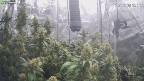 I Grew Two Strains Of Cannabis Side By Side - Which Is Better?