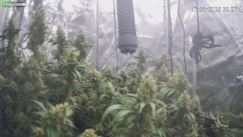 I Grew Two Strains Of Cannabis Side By Side - Which Is Better?