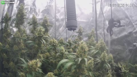 I Grew Two Strains Of Cannabis Side By Side - Which Is Better?