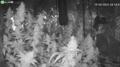 I Grew Two Strains Of Cannabis Side By Side - Which Is Better?