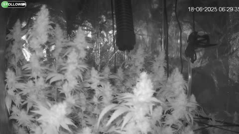 I Grew Two Strains Of Cannabis Side By Side - Which Is Better?