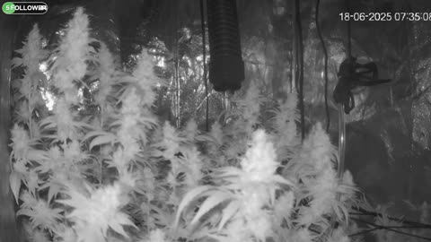 I Grew Two Strains Of Cannabis Side By Side - Which Is Better?