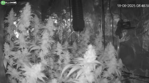 I Grew Two Strains Of Cannabis Side By Side - Which Is Better?