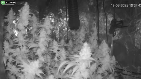 I Grew Two Strains Of Cannabis Side By Side - Which Is Better?