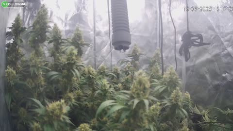 I Grew Two Strains Of Cannabis Side By Side - Which Is Better?