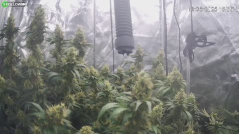 I Grew Two Strains Of Cannabis Side By Side - Which Is Better?