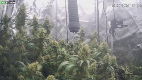 I Grew Two Strains Of Cannabis Side By Side - Which Is Better?