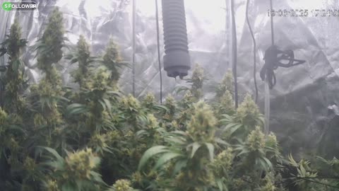 I Grew Two Strains Of Cannabis Side By Side - Which Is Better?