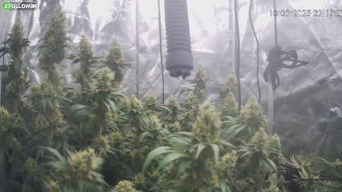I Grew Two Strains Of Cannabis Side By Side - Which Is Better?