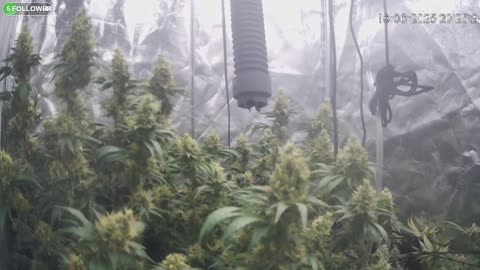 I Grew Two Strains Of Cannabis Side By Side - Which Is Better?