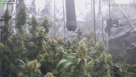 I Grew Two Strains Of Cannabis Side By Side - Which Is Better?