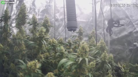 I Grew Two Strains Of Cannabis Side By Side - Which Is Better?