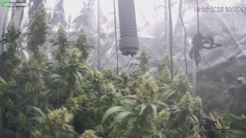 I Grew Two Strains Of Cannabis Side By Side - Which Is Better?