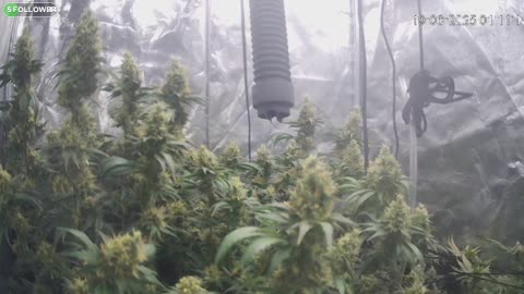 I Grew Two Strains Of Cannabis Side By Side - Which Is Better?
